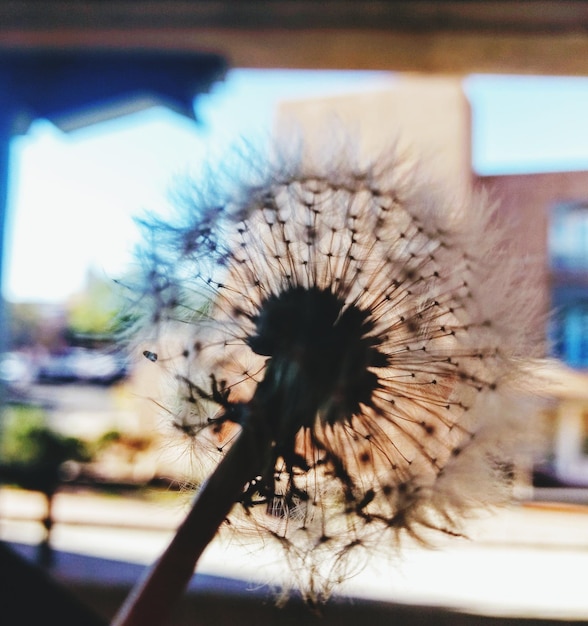 Foto nahaufnahme der löwenzahnblume