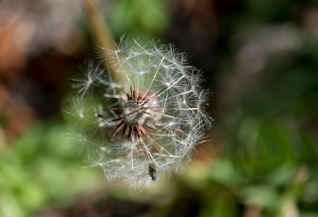 Foto nahaufnahme der löwenzahnblume