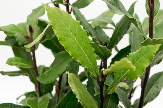 Nahaufnahme der Lorbeerpflanze Laurus nobilis auf weißem Hintergrund