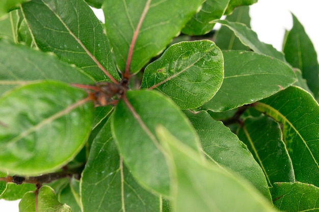 Nahaufnahme der Lorbeerpflanze Laurus nobilis auf weißem Hintergrund