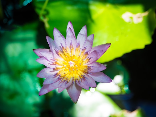 Nahaufnahme der Lotosblume mit grünen Blättern