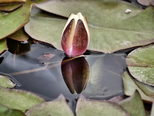 Foto nahaufnahme der lotus-wasserlilie