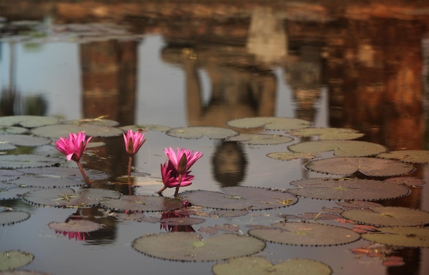 Foto nahaufnahme der lotus-wasserlilie