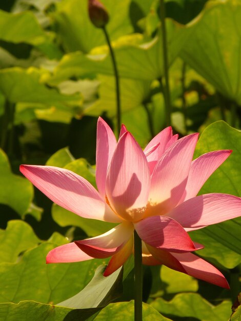 Foto nahaufnahme der lotus-wasserlilie