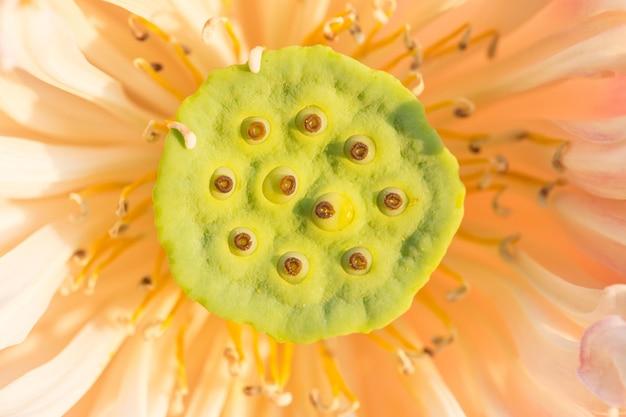 Nahaufnahme der Lotusblüte