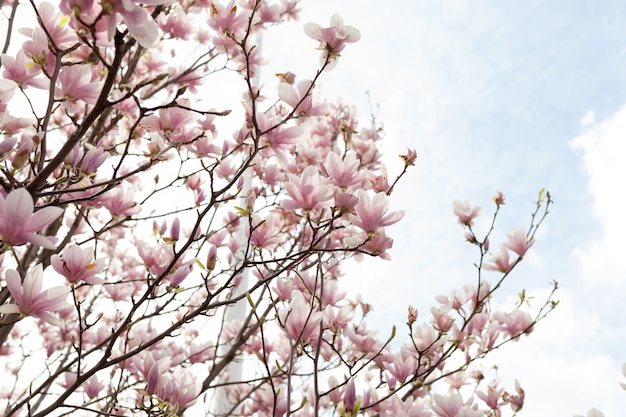 Nahaufnahme der Magnolienbaumblüte mit unscharfem Hintergrund