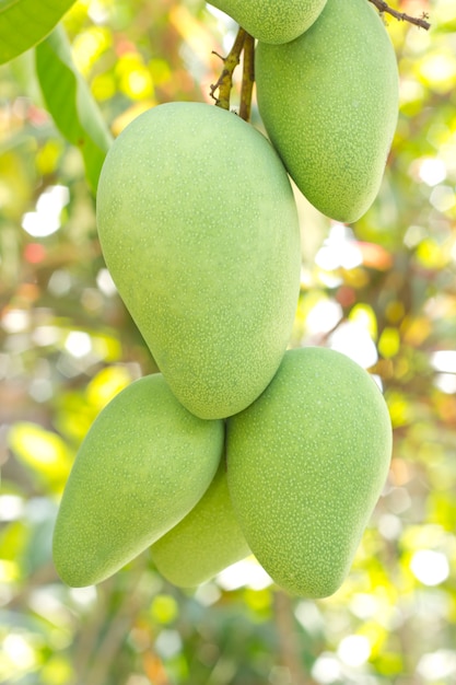 Nahaufnahme der Mango auf Baum mit Früchten