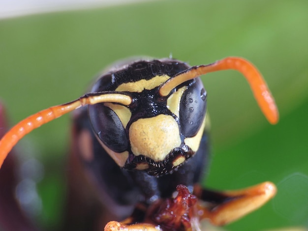 Foto nahaufnahme der marienkäfer