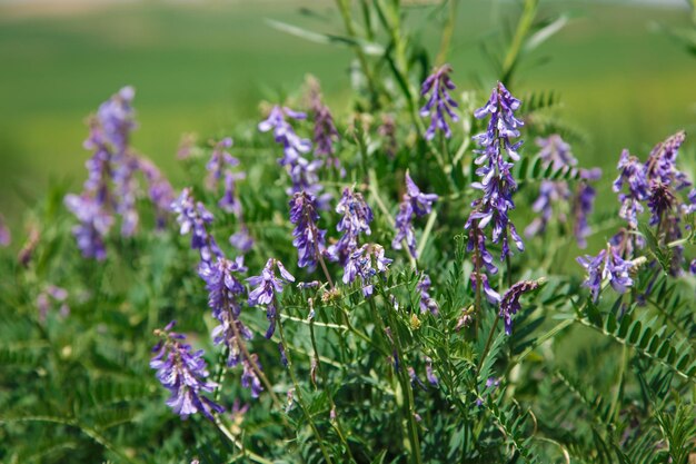 Nahaufnahme der Mauserbse Blaue und violette Blüten Pflanze aus der Familie der Hülsenfrüchte Wertvolle Futter- und Honigpflanze Natürlicher Hintergrund von Pflanzen in freier Wildbahn