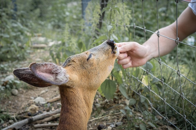 Foto nahaufnahme der menschlichen hand, die im freien füttert