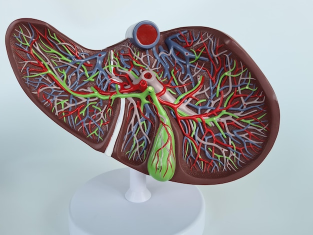 Nahaufnahme der menschlichen Leberanatomie. Realistische anatomische Struktur des Leberorgans des Lebersystems