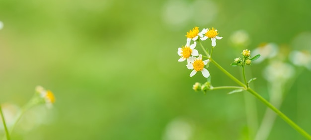 Nahaufnahme der Mini-weißen Blume mit gelbem Pollen unter Sonnenlicht mit Kopierraum unter Verwendung des grünen Naturpflanzen-Landschaftsökologie-Deckblattkonzepts als Hintergrund