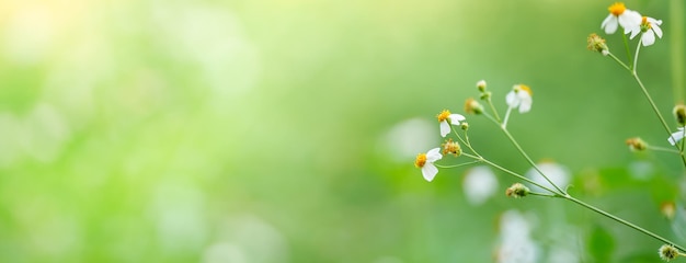 Nahaufnahme der Mini-weißen Blume mit gelbem Pollen unter Sonnenlicht mit Kopierraum unter Verwendung grüner natürlicher Pflanzenlandschaft als Hintergrund, Ökologie-Deckblattkonzept.