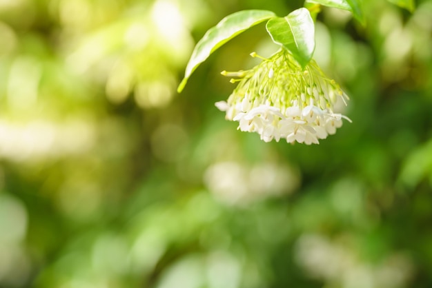 Nahaufnahme der Mini-weißen Blume unter Sonnenlicht mit Kopierraum mit grünem Naturpflanzen-Landschaftsökologie-Tapetenkonzept als Hintergrund