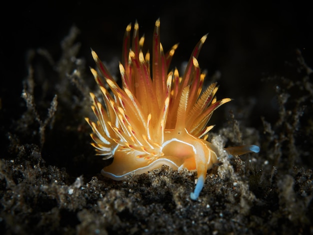 Nahaufnahme der Mittelmeer-Seeschnecke Dondice banyulensis