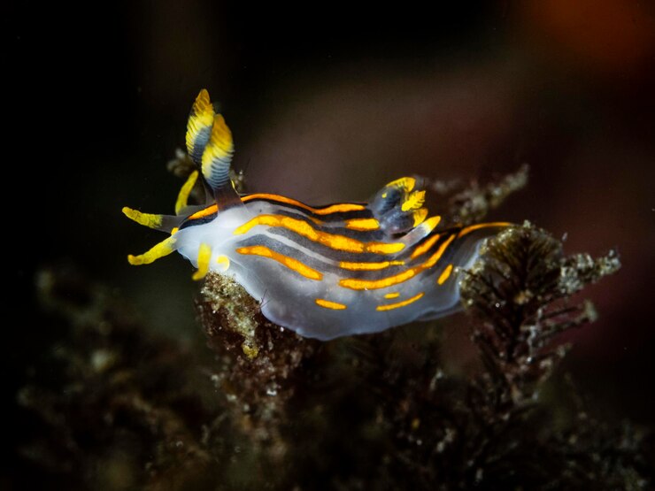 Nahaufnahme der Mittelmeer-Seeschnecke Polycera quadrilineata