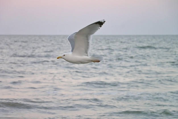 Nahaufnahme der Möwe, die über der SeaSummer-Dämmerung schwebt