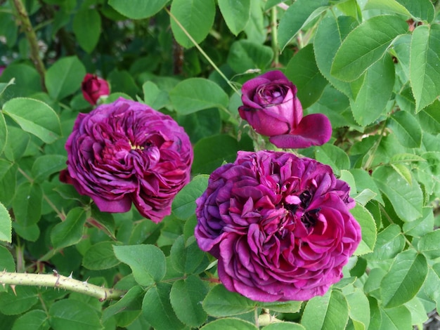 Foto nahaufnahme der morgendlichen tau bedeckte blume der rose 