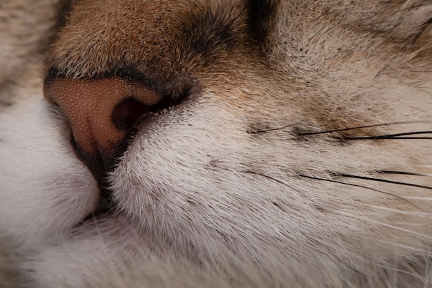 Nahaufnahme der Nase einer braunen Katze