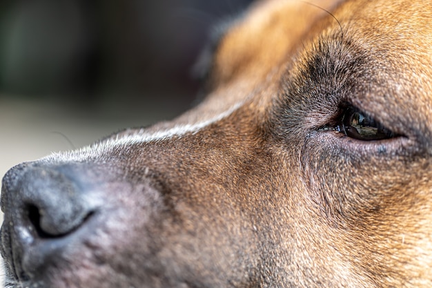 Nahaufnahme der Nase eines Hundes, Teil eines Porträts eines Labrador Retrievers.