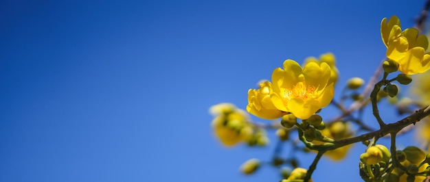 Nahaufnahme der Natur gelbe Blume auf blauem Himmelshintergrund unter Sonnenlicht mit Bokeh und Kopierraum unter Verwendung als Hintergrund natürliche Pflanzen Landschaft Ökologie Deckblatt Konzept