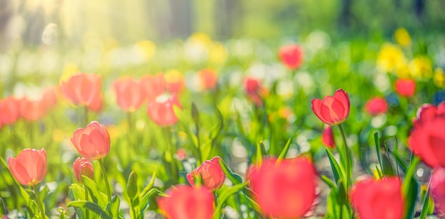 Nahaufnahme der Natur von erstaunlichen roten rosa Tulpen, die im Garten blühen. Frühlingsblumen unter Sonnenlicht