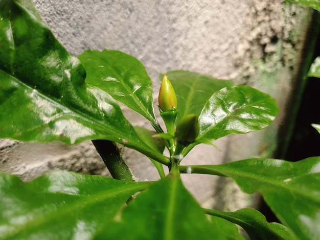 Nahaufnahme der Naturansicht der Blume im Gartenhintergrund