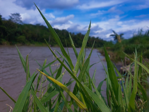 Nahaufnahme der Naturansicht des Grasblattes auf dem Flusshintergrund Naturkonzept tropisches Blatt