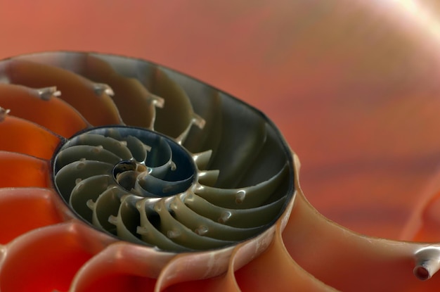 Nahaufnahme der Nautilus-Schale