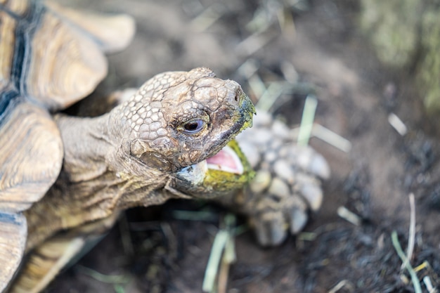 Foto nahaufnahme der netten großen schildkröte