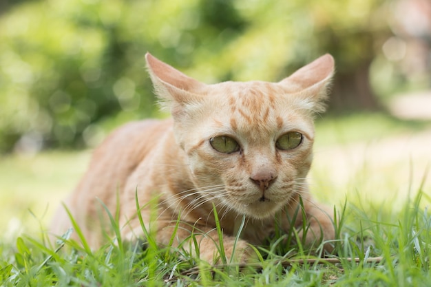 Nahaufnahme der niedlichen gelben Katze bleiben auf grünem Gras Boden