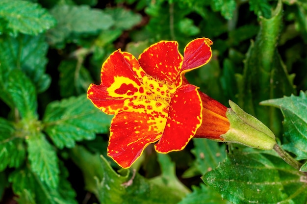 Nahaufnahme der orange Blume im Grün