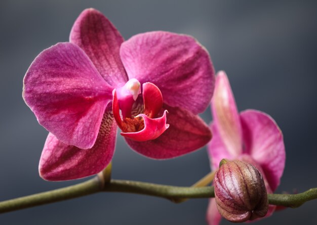 Nahaufnahme der Orchideenblume