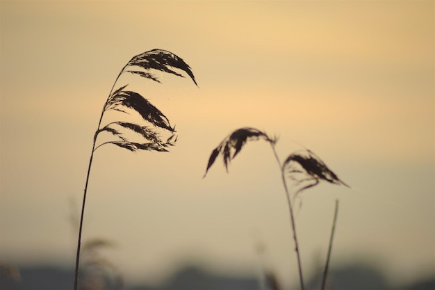 Foto nahaufnahme der pflanze gegen den himmel während des sonnenuntergangs