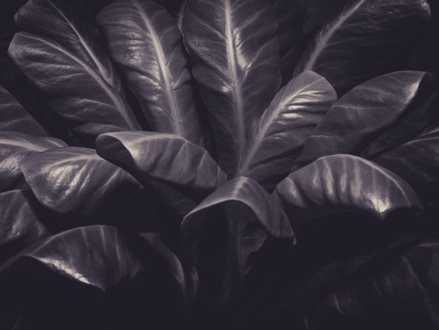 Foto nahaufnahme der pflanze im dunkelraum