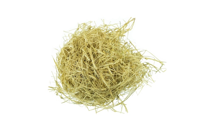 Nahaufnahme der Pflanze im Nest