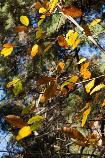 Nahaufnahme der Pflanze im Wald