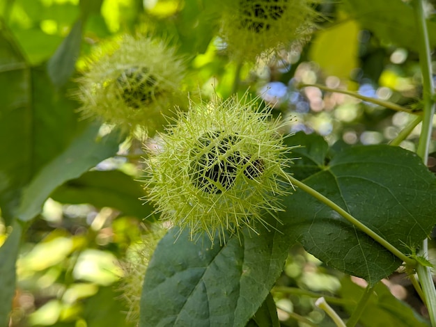 Nahaufnahme der Pflanze Passiflora foetida im Garten