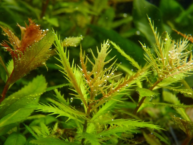 Nahaufnahme der Pflanze Proserpinaca Palustris in einem Aquarium mit Wasserblasen