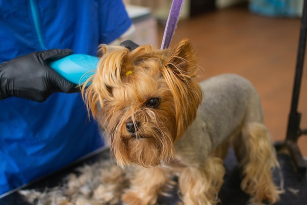 Nahaufnahme der Pflege des Kopfes des Yorkshire-Terrier-Hundes mit einer elektrischen Haarschneidemaschine Unbekannter Groomer, der gehorsamen Hund mit einer Haarschnittmaschine für Tiere am Tisch im Pflegesalon schneidet