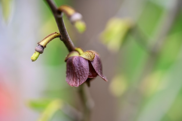 Nahaufnahme der purpurroten Blume des Asimina-Baums