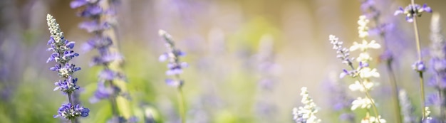 Nahaufnahme der purpurroten Lavendelblume auf unscharfem gereen Hintergrund unter Sonnenlicht mit Kopienraum, der als Hintergrund natürliche Pflanzenlandschaft, Ökologie-Deckblattkonzept verwendet.