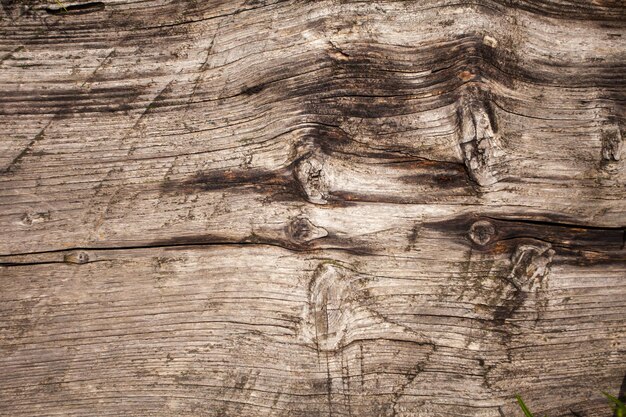 Nahaufnahme der rauen holzstruktur. alter gesägter baum mit natürlichen mustern