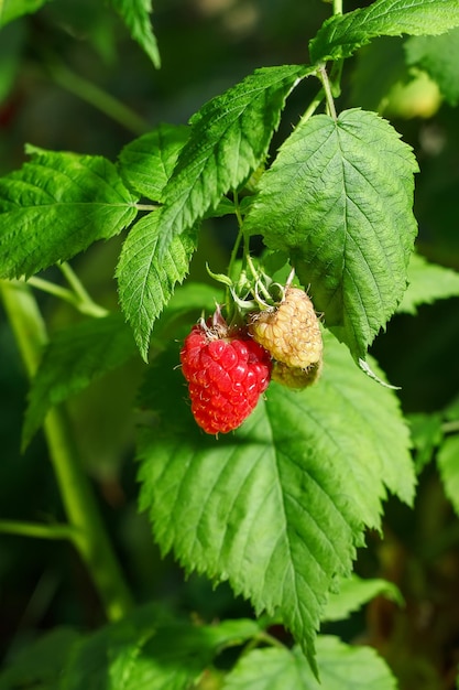 Nahaufnahme der reifen und unreifen Himbeeren im Obstgarten