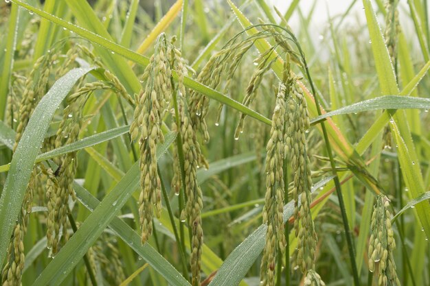 Nahaufnahme der Reisspitze im Reisfeld im Herbst