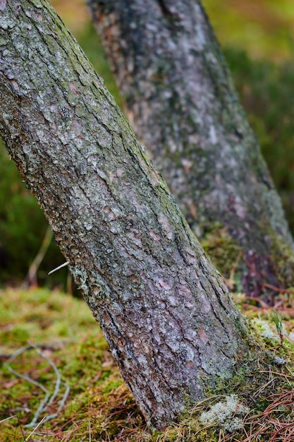 Nahaufnahme der Rinde auf alten Baumstämmen in ruhigen Wäldern oder Wäldern Textur und Details von rauen Holzspänen aus Algen oder Moos des Klimawandels Trockenes Wetter und Herbstsaison, die zu Spalten und Rissen führen