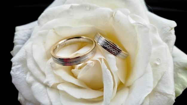 Nahaufnahme der Ringe auf White Rose Mr. und Mrs.