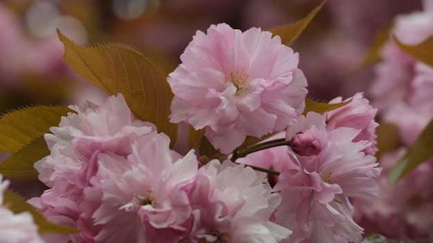 Nahaufnahme der rosa blühenden Pflanze Sakura Kirschblüte Frühlingsblätter grün und rosa
