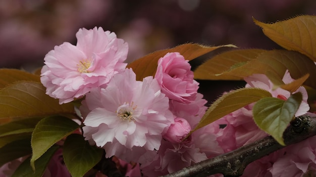 Nahaufnahme der rosa blühenden Pflanze Sakura Kirschblüte Frühlingsblätter grün und rosa