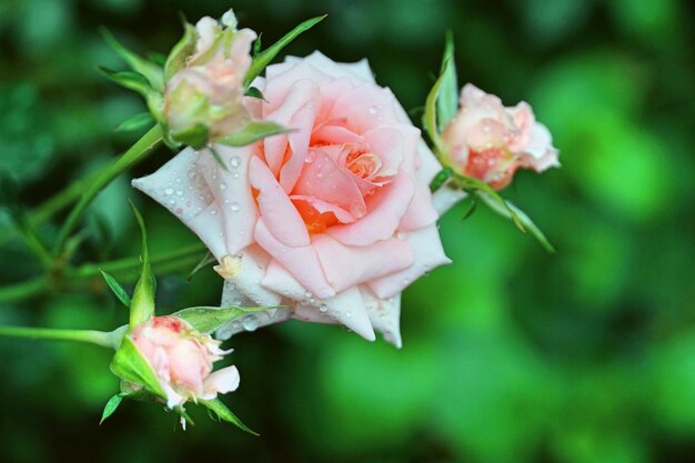 Foto nahaufnahme der rosa blüte der rose